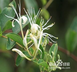 金银花的功效与作用用量