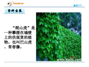爬山虎的脚ppt课件