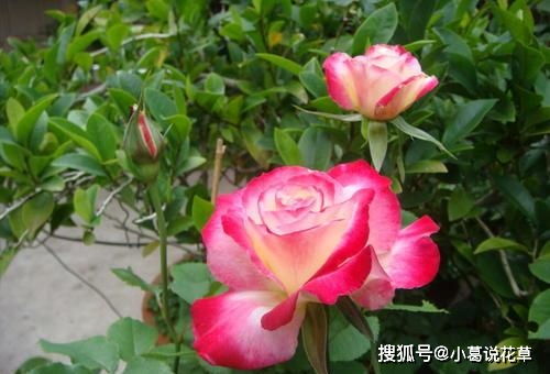 家里千万不要养月季