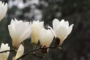 玉兰花能吃吗