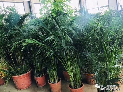 北京花卉市场买花哪个比较便宜