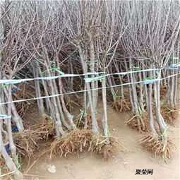 花木出售的平台渠道