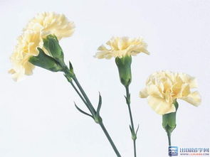 父亲节送什么花合适