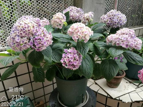 绣球花的养殖方法
