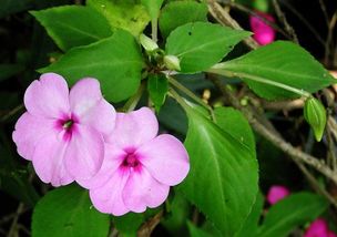 凤仙花种子怎么传播