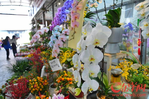 岭南花卉市场