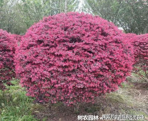 灌木有哪些品种