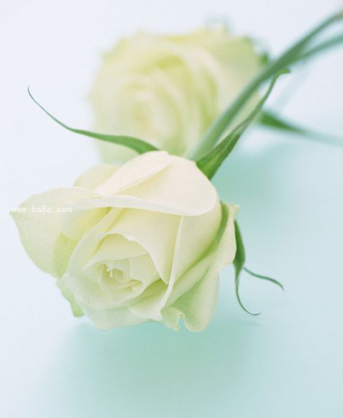 白玫瑰的花语是至死不渝