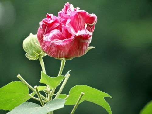 正宗木芙蓉花图片