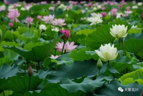 独一无二的莲花图片