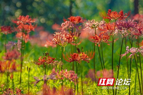 白色彼岸花叫什么名字