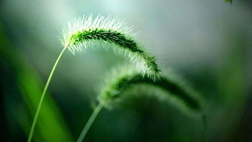 狗尾巴草的花语及美丽传说