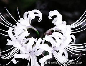 彼岸花代表什么星座