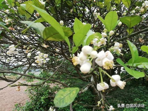 文冠果的风水讲究