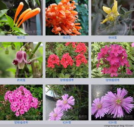 花卉大全图片 名称