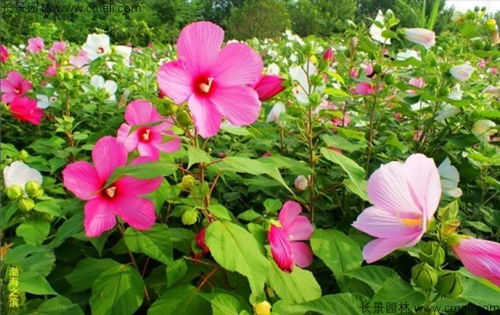 秋天开的花有哪些特点