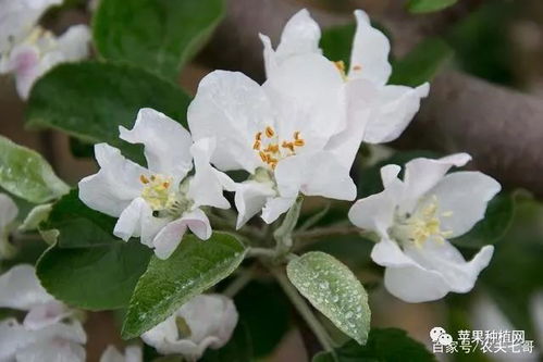 各种花传播花粉的方法