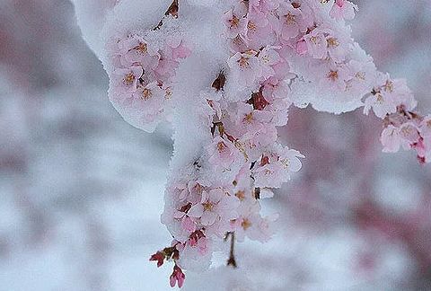 春天的花开冬天的雪是什么歌