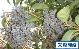 女贞子泡水喝一次几粒