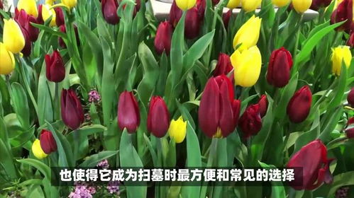 郁金香寓意什么意思