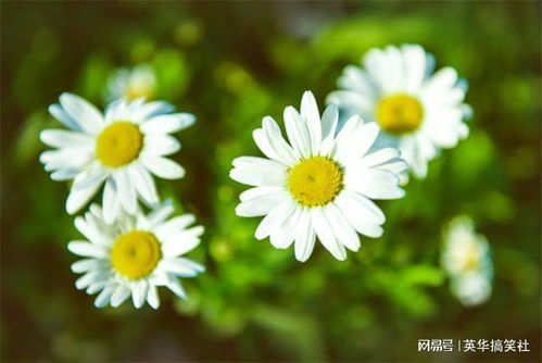 雏菊花的寓意