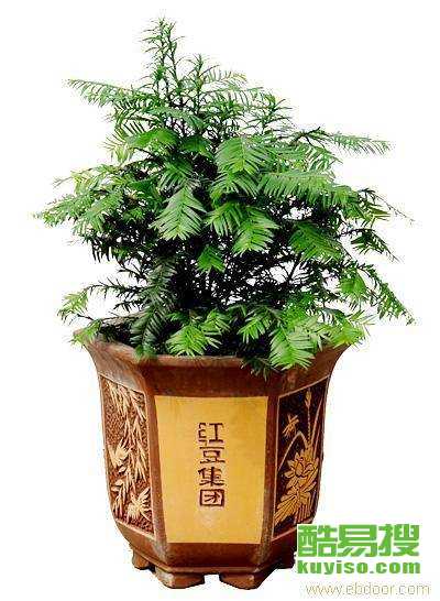 北京花卉配送平台