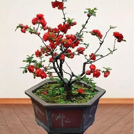 花卉网站是就是海棠吗