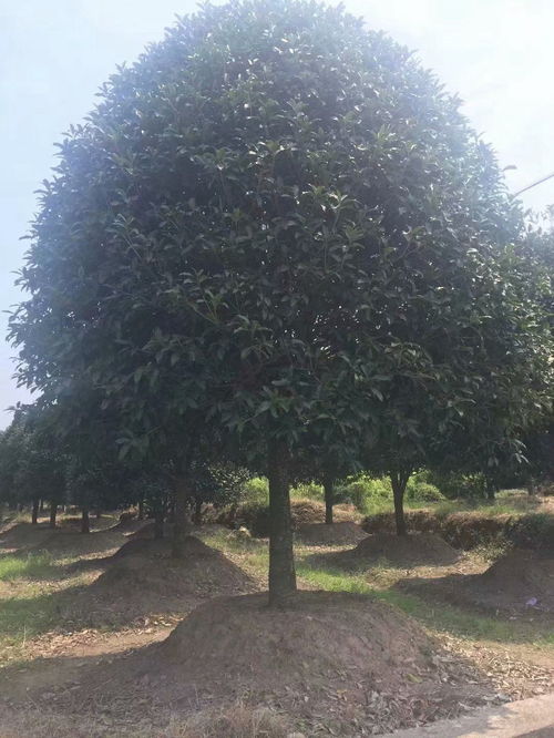 大桂花树多少钱一棵