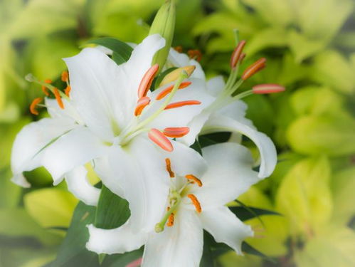 黑美人百合花的花语和寓意