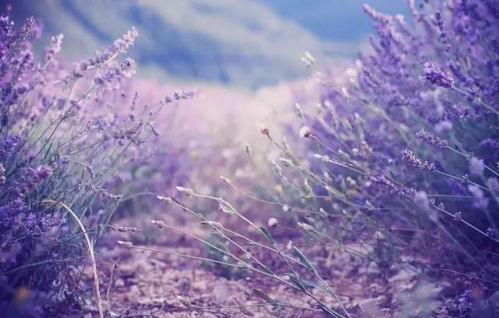 紫色薰衣草花语