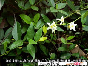 络石藤有毒