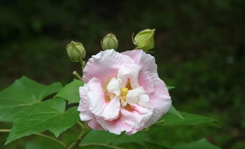 芙蓉花花朵图片