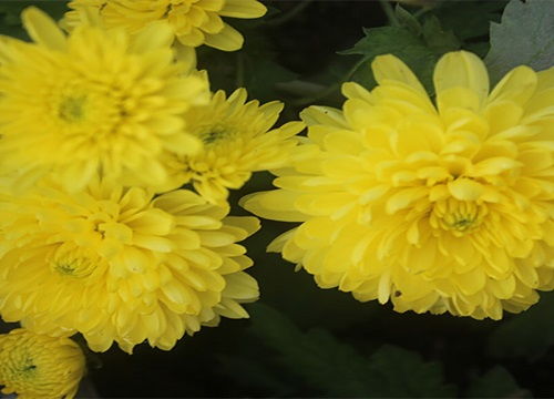 蓝雪花花语及象征意义