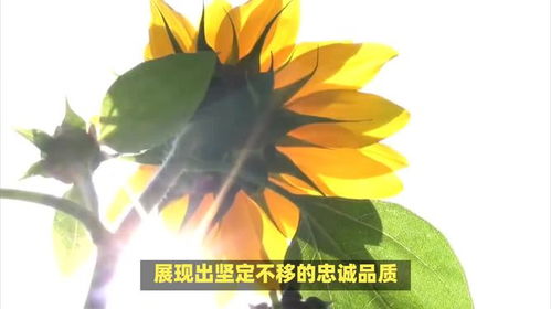 向日葵寓意及花语