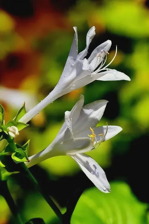 玉簪花简笔画