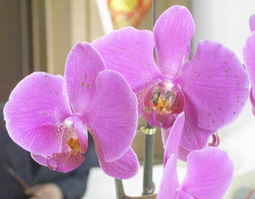 蝴蝶兰花用什么土最合适