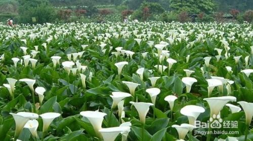 马蹄莲怎么种植方法
