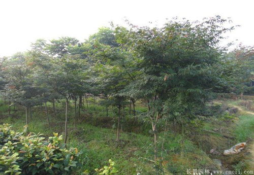 5公分红枫多少钱一棵