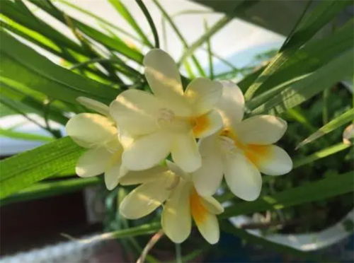 冬季开花的植物有哪些