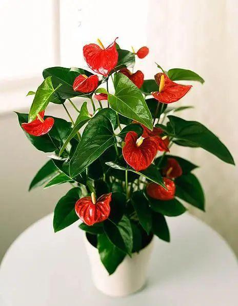 红掌花怎么养
