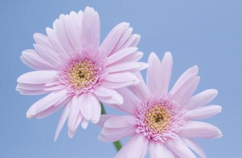 菊花的象征意义50字