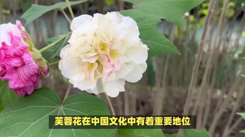 芙蓉树的寓意和象征意义