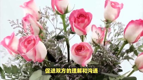 玫瑰的花语和象征