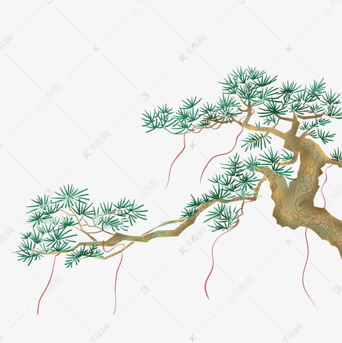 松树的介绍资料