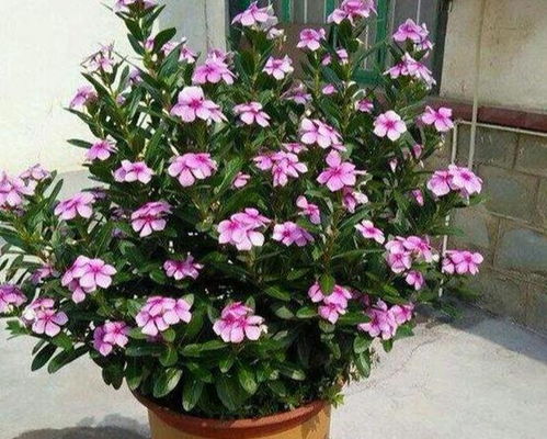长春花的繁殖方法
