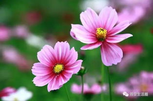 格桑花是什么意思