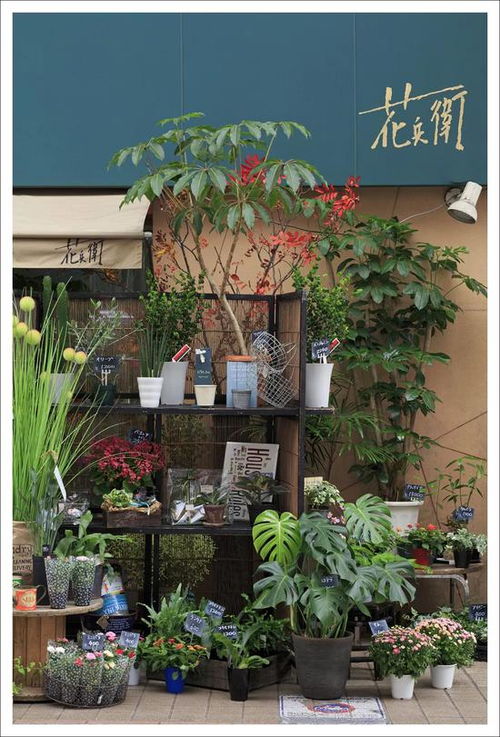 附近干花店在哪里