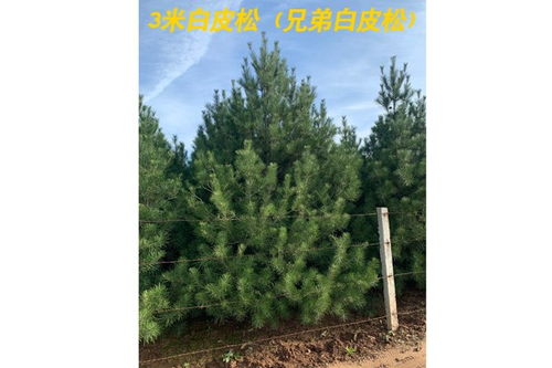 白皮松价格3米多少钱