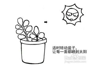 多肉植物图片大全简笔画