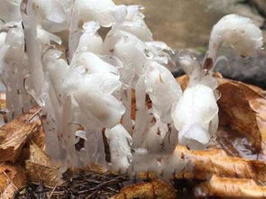 水晶兰可以吃吗